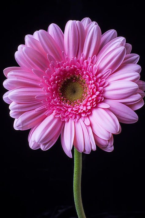 Pink Gerbera Daisy, Gerbera Flower, Pink Gerbera, Sunflowers And Daisies, Gerbera Daisies, Wallpaper Flower, Gerbera Daisy, Beautiful Flowers Wallpapers, Beautiful Rose Flowers