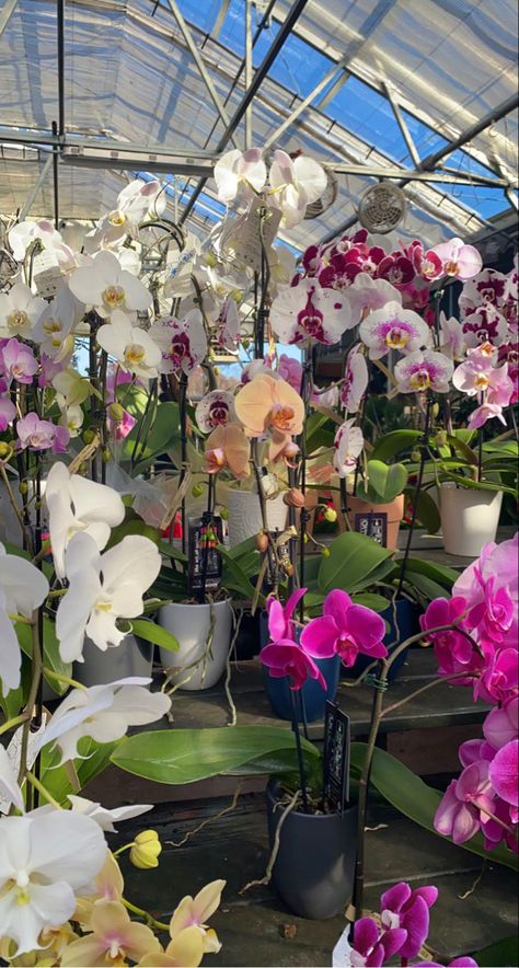 flowers, flowering orchid, orchid, spring orchid, phalenopsis orchid, spring flowers Orchids Aesthetic, Orchid Room, Flower Model, Hay Fever, Orchids Garden, Manifestation Board, Pretty Stuff, Orchid Flower, Dream Board