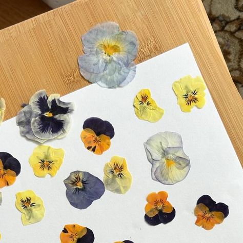 The Wild Press on Instagram: "💐 Pressed pansies from @masterpieceflowers 💐   I was so excited to see how these beauties would turn out on the press. and I was blown away by how vibrant they remained and how well they held their color !   Stay tuned for earrings 😚🫶" Microfleur Flower Press, Wild Pansy Drawing, Pressed Pansies, Yellow Flower Earrings With Pressed Flowers, Yellow Flower-shaped Earrings With Pressed Flowers, Pansies, Hold On, Turn Ons, Beauty