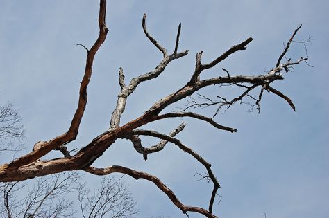 Branches Reference, Tree Branch Reference, Branch Photography, Tree Branch Painting Acrylic, Branch Reference, Tree Branch Photography, Oak Branch, Tree Branches Photography, Tree Branch