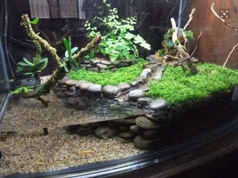 Turtle tank Turtle Terrarium, Frog Habitat, Frog Terrarium, Turtle Aquarium, Turtle Habitat, Turtle Pond, Aquarium Terrarium, Reptile Tank, Aquarium Landscape