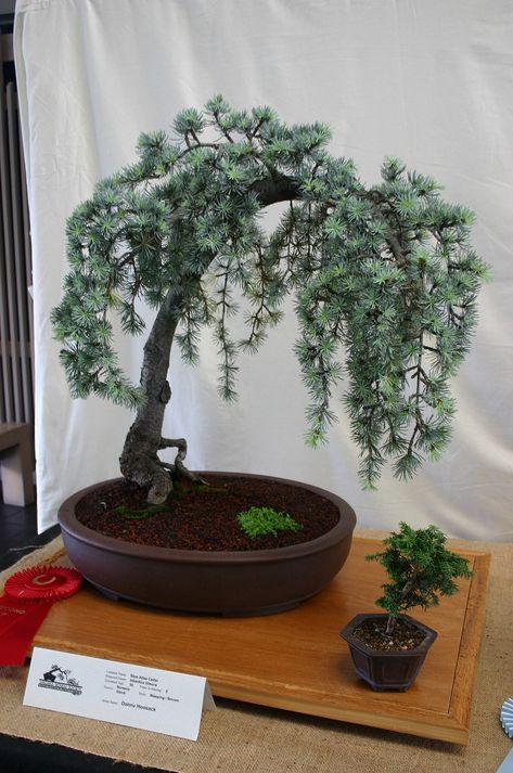 Cedar Bonsai, Weeping Cedar, Weeping Blue Atlas Cedar, Blue Atlas Cedar, Atlas Cedar, Man Stuff, Bonsai Tree, Ground Cover, Wikimedia Commons