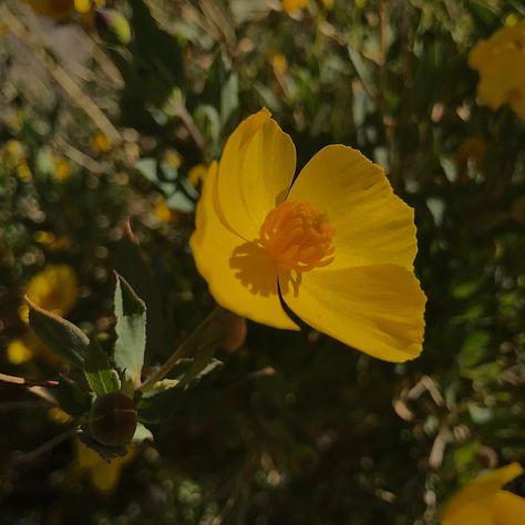 Buttercups Flowers Aesthetic, Buttercup Aesthetic Flower, Buttercup Flower Aesthetic, Buttercups Aesthetic, Aster Aesthetic, Yellow And Green Aesthetic, Green And Yellow Aesthetic, Buttercups Flower, Green Yellow Aesthetic