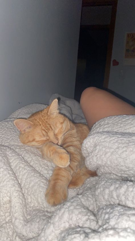 Orange kitty cat sleeping paws out in a bed soft and cuddly Person In Bed, Cat In Bed, Cat On Bed, Laying On Bed, Woman Laying In Bed, Cat In Bed Aesthetic, Cats In Bed Aesthetic, Cat In Hospital Bed, Cat Wrapped In Blanket