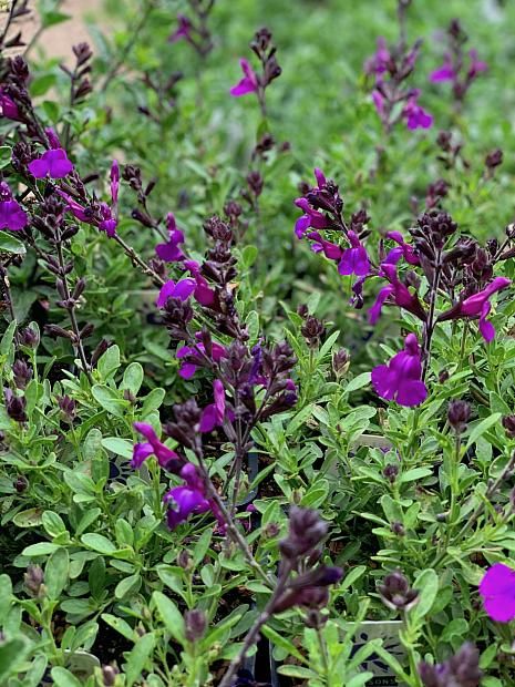 Salvia Greggii, Purple Salvia, Autumn Sage, Full Sun Plants, Texas Gardening, Deep Autumn, Deep Purple Color, Sun Plants, Garden Landscape Design