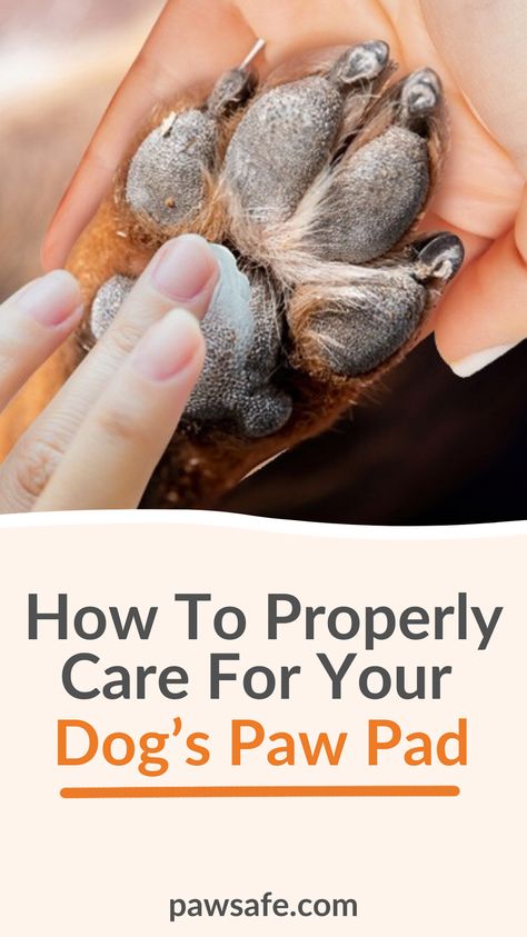 Taking care of our dog’s paw pads is one of the most overlooked aspects of good canine care and grooming. But how do we properly keep our dog’s paw pads healthy? #dogpaws #dogpawpad #caringfordogpaws #doggrooming Dry Dog Paws, Dog Paw Cream, Dog Paw Protection, Dog Paw Care, Dog Paw Pads, Paw Pad, Paw Care, Soft Paws, Dog Remedies