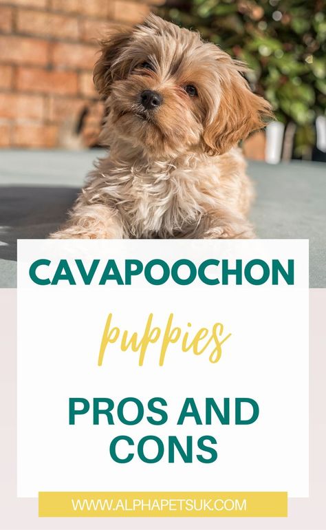 What You Need To Know Before You Get A Cavapoochon Puppy. Unbelievably cute and fluffy, the Cavapoochon is a rare designer breed that looks like a live teddy bear. A cross of not two, but three different dog breeds, the Cava poo chon dog inherited the best traits from its parent breeds, including a hypoallergenic coat. Cavapoochon Puppies, Cavapoo Puppy Training, Cava Poo, Cavapoo Names, Maltipoo Vs Cavapoo, Cavapoo Training, Cava Poo Puppies, Cockapoo Vs Cavapoo, Dog Breeds That Dont Shed