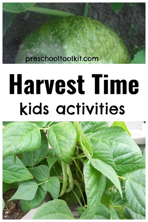 Harvest Circle Time Activities, Harvest Science Preschool, Harvesting Activities For Preschoolers, Harvest Week Preschool, Harvest Theme Preschool Activities, Harvest Lesson Plans Preschool, Harvest Lesson Plans For Toddlers, Harvest Activities Preschool, Harvest Preschool Activities