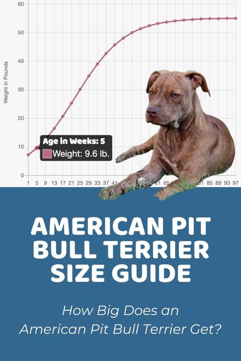 American Pit Bull Terrier Size Guide: How Big Do These Dogs Get? Puppy Growth Chart, Weight Chart, Miniature Bull Terrier, American Bull, Bull Terrier Puppy, Weight Charts, Weight Calculator, Hybrid Dogs, American Pitbull