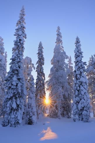 size: 12x8in Photographic Print: Snow covered trees in winter, Rönni, Kuusamo, Nordoesterbotten, Pohjois Pohjanmaa, Finland, Suomi by Raimund Linke : Winter Pictures Nature, Snow Scenery, Winter Holiday, Winter Tree Aesthetic, Warm Winter Aesthetic, Snow Landscape, Winter In Finland, Snow On Trees, Snow In Forest