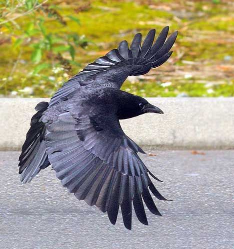 This is a beautiful photo of a crow in flight.  I love the purple cast to its wings, the evenness of the feathers. Crow In Flight, Crow Flying, Tattoo Feather, Raven Bird, Crow Tattoo, Raven Tattoo, Crow Art, Jackdaw, Raven Art