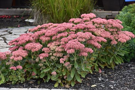 Sedum Varieties, Backyard Border, Autumn Joy Sedum, Landscaping In Front Of House, Sedum Spectabile, Sedum Stonecrop, Odd Plants, Stonecrop Sedum, Color Pallet Ideas