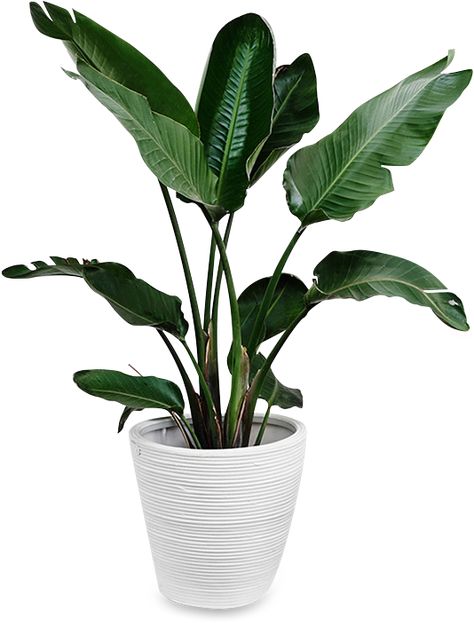 Green Flower Pots, Potted Plants Patio, Indoor Plants Styling, Potted Plants Outdoor, House Plant Pots, Palm Plant, White Plants, Interior Plants, Big Leaves