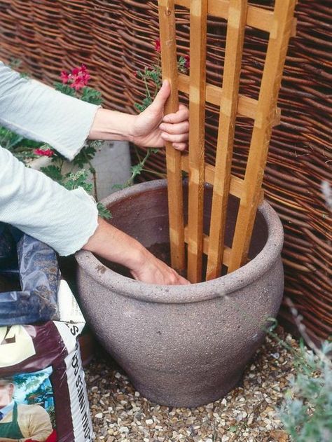 Growing Climbing Plants in Containers Many compact climbers, such as jasmine and some clematis, are well suited to living in pots. All they need is a good-sized container, suitable support and regular watering and feeding. Small Yard Landscaping, Gardens Ideas, Landscaping Simple, Garden Vines, Flower Garden Design, Front Yard Landscaping Simple, Garden Containers, Hydroponic Gardening, Garden Landscape