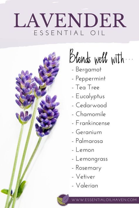 Lavender blends well with these 10 essential oils. Starting to mix your own essential oils together? Got a bottle of Lavender? Start with this list of oils for blending. #lavender #essentialoils #blending #blends #essentialoilhaven Lavender Oil Blends, Lavender Blends, Oils For Headaches, Lavender Essential Oil Benefits, Lavender Essential Oil Uses, Lavender Recipes, Lavender Benefits, Essential Oils For Sleep, Essential Oil Blends Recipes