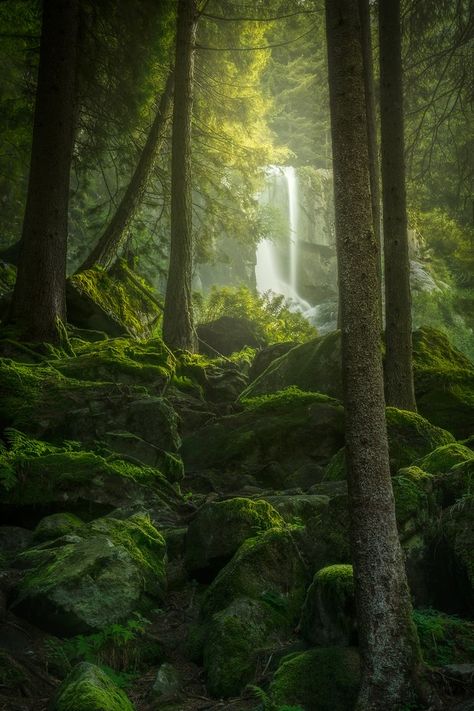 Forest Wallpaper Iphone, Wallpaper Iphone 4k, Moss Covered, Mystical Forest, After The Rain, Forest Wallpaper, Forest Photography, Tree Forest, Magical Forest