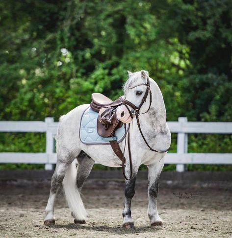 Mini Horse Tack, Luxury Horse Barns, Horse Photography Poses, Dream Horse Barns, Show Jumping Horses, Welsh Pony, Pony Breeds, Cute Horse Pictures, Cute Ponies