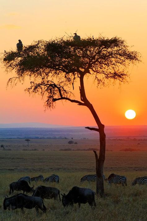 “Kenya. A picture Masai Mara National Reserve, African Sunset, Out Of Africa, Sun Sets, Beautiful Sunrise, African Safari, On The Top, Africa Travel, Beautiful Sunset