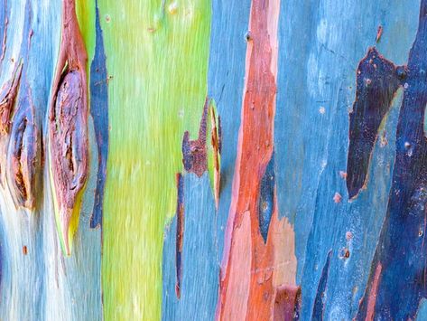 These trees turn into rainbows as they lose their bark - Insider Eucalyptus Deglupta, Rainbow Eucalyptus Tree, Rainbow Eucalyptus, Eucalyptus Tree, Visit Hawaii, Southern Region, Tree Bark, Beautiful Tree, Papua New Guinea