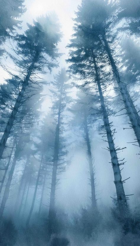 Gentle Mist and Whispering Pines: A Haiku of Nature’s Serenity - Printique studios - Medium Whispering Pines, Silver Mist, The Mist, Dive In, Mist, Diving, Silver, Nature