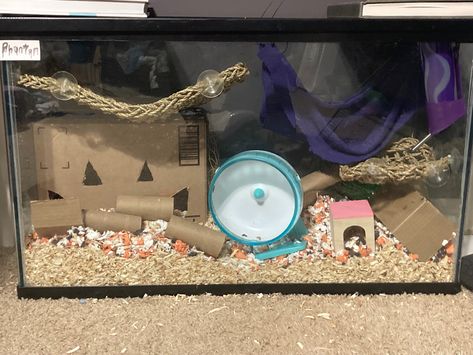 20 gallon tank for one male mouse #mouse #pets #habits #petcare Mouse Tank Setup, Diy Mouse Cage Accessories, Pet Mice Cage, Mouse Habitat, Fancy Mice Cage Ideas, Fancy Mouse Cage, Mouse Pet Cage, Pet Mice, Animal House