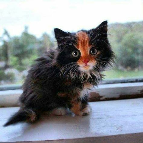 Fluffy Kitty, Hey Cutie, Calico Kitten, Fluffy Kittens, Söt Katt, Gorgeous Cats, Adorable Kitten, Pretty Animals, Cute Cats And Kittens