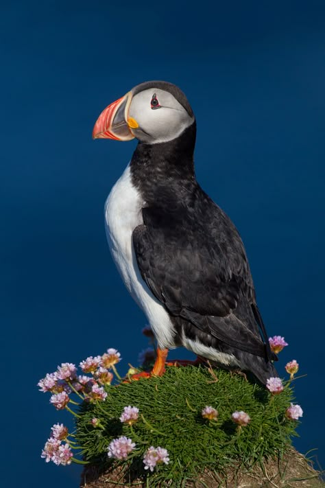 Birds Feathers, Atlantic Puffin, Tattoo Nature, Puffins Bird, Animals Tattoo, Bird Pictures, Exotic Birds, Bird Drawings, Sea Birds