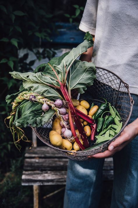 Gardening Photography, Vegetables Photography, Garden Layout Vegetable, Food Stories, Garden Photography, Garden Layout, Kitchen Garden, Fresh Vegetables, Permaculture