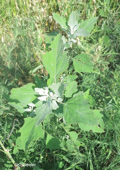 Wild Spinach, Cow Pasture, The Stew, Mother Earth Living, Edible Wild Plants, Foraged Food, Herb Pots, Wild Food, Wild Plants