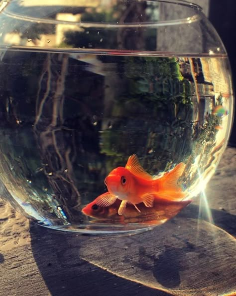 Golden Fish Aesthetic, Goldfish Aesthetic, Fish Gif, Pisces Girl, Fashion 2025, Goldfish Bowl, Golden Fish, Fish Bowl, My Vision Board