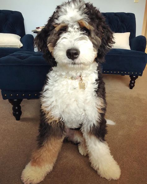 Clever, goofy, gentle, and loyal. Bernedoodle fans boast that this mixed breed has the best of both worlds from its Bernese Mountain Dog and Poodle parents. Also known as the Bernese Mountain Poo, Bernedoodles aren’t bred to take home ribbons in dog shows, but are instead meant to be the perfect, loving companions for active owners … Bernedoodle Full Grown, Mini Bernedoodle, Doodle Dogs, Bernedoodle Puppy, Dog Haircuts, Bernese Mountain Dogs, Oodles Of Doodles, Purebred Dogs, Doodle Dog