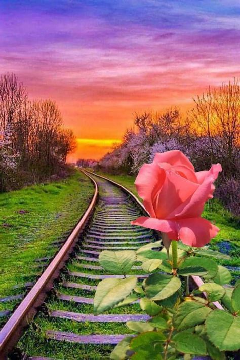 Love Rose Flower, Dove Pictures, Emotional Photography, Moon Photography, Wonderful Flowers, Sunset Wallpaper, Beautiful Nature Wallpaper, Beautiful Rose Flowers, Flower Phone Wallpaper