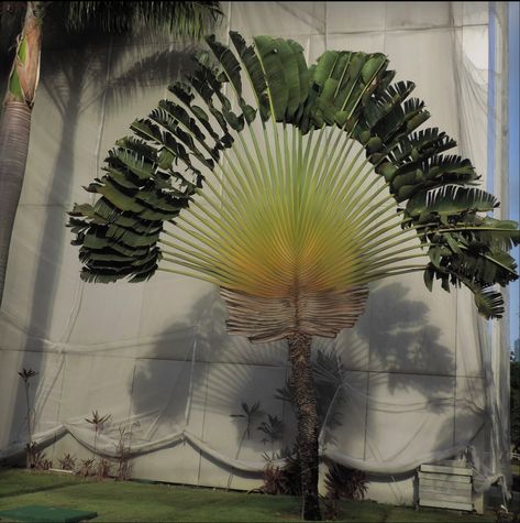 Name: Traveller’s Palm (Ravenala madagascariensis); Range: Madagascar Ravenala Madagascariensis, Madagascar, Range, Plants, Travel