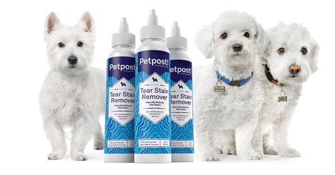 How to Remove Tear Stains: The Natural Way | Petpost – Petpost™ Tear Stain Removal Dogs, Dogs Eyes, Coton De Tulear Puppy, Dog Tear Stains, Brown Streaks, Coconut Oil For Dogs, Deep Set Eyes, White Puppy, Dog Grooming Tips