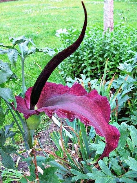 Voodoo Lily - Dracunculus vulgaris Dracunculus Vulgaris, Voodoo Lily, Everyday Goth, Goth Garden, Making Plant Pots, Gothic Garden, Shade Flowers, Hybrid Tea Roses, Garden Pictures