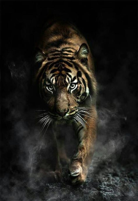 Power Black Tigers, Majestic Animals, A Tiger, Large Cats, Animal Photo, Exotic Pets, Nature Animals, Beautiful Cats, 귀여운 동물