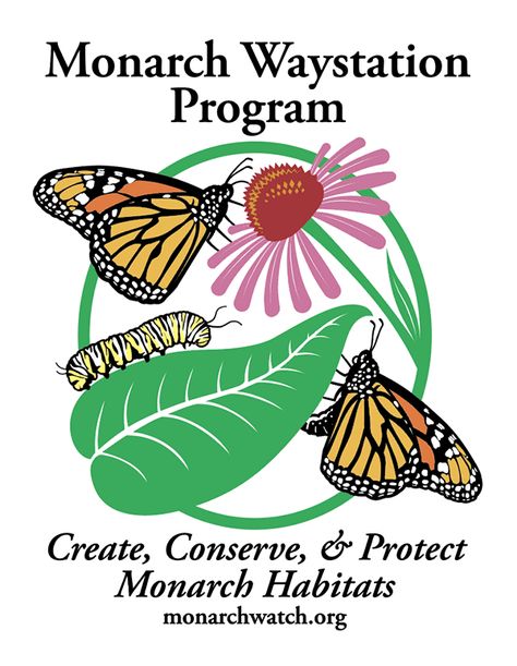 Monarch Watch Monarch Waystation Program Monarch Waystation, Monarch Butterfly Habitat, Monarch Migration, Raising Monarch Butterflies, Monarch Butterfly Garden, Butterfly Habitat, Milkweed Plant, Monarch Caterpillar, Seed Kit