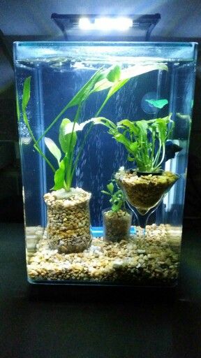 Diy Betta Fish Tank Ideas, Diy Aquarium Decor, Betta Fish Tank Ideas, Guppy Tank, Fish Tank Ideas, Turtle Dock, Beautiful Tropical Fish, Fish Store, Fish Tank Themes