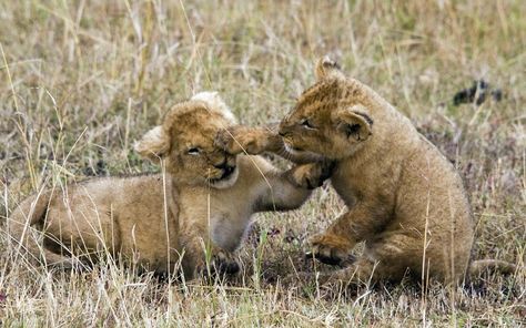 Photographer Ed Brown captured these two lion cubs play-fighting on the Masai Mara in Kenya 2 Lion Cubs, Lion Cubs Playing, Two Toed Sloth, Lion Cubs, Lion Cub, Baby Lion, Pictures Of The Week, Baboon, Animal Photo