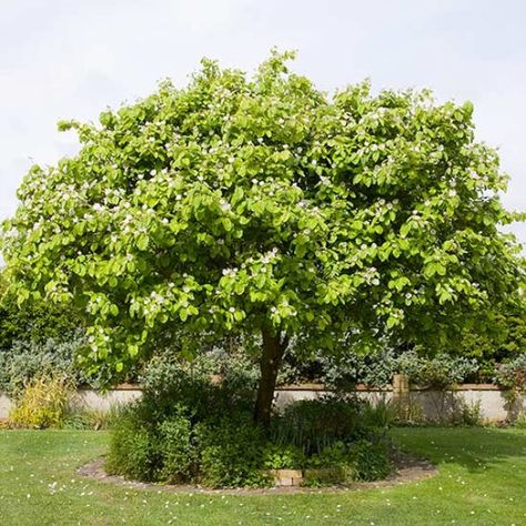 Quince Tree 'Meeches Prolific' Quince Tree, Alkaline Soil, Dubai Garden, Tree Garden, Food Forest, Garden Trees, Back Garden, Shopping Store, Open Source