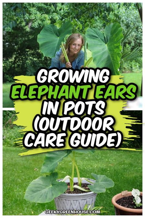 Elephant ears are one of our favorite plants to grow in pots in the garden. They are quick growing and put on a leafy show in the warmer months. Learn all about growing elephant ears in pots or containers in your garden. Many of these elephant ear care tips also apply to growing them in the ground as well. Elephant Ears In Pots, Elephant Ear Care, Growing Elephant Ears, Elephant Ear Plant Indoor, Plants To Grow In Pots, Elephant Ears Garden, Elephant Ear Flower, Plants For Planters, Elephant Ear Bulbs