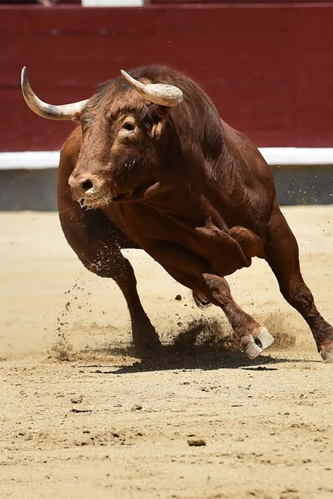 Abundance Charging Bull Photography, Bull Reference, Bull Aesthetic, Animals Symbolism, Male Cow, Western Animals, Bull Photography, Bull Animal, Spanish Bull