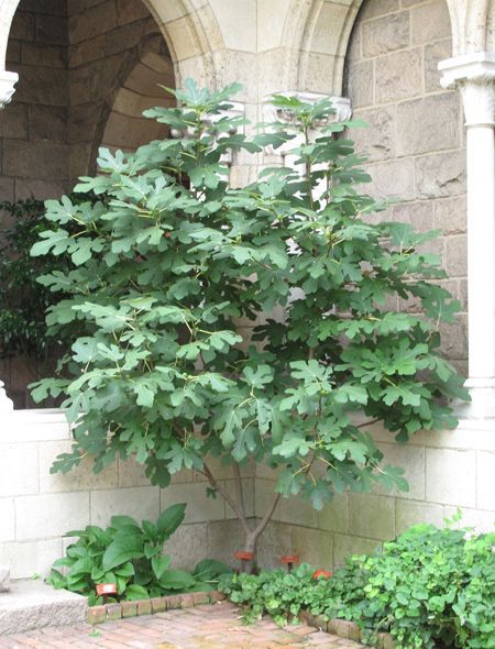 Medieval Garden, Ficus Carica, Garden Plan, Fig Leaves, Mediterranean Garden, Starter Plants, Native Garden, Fruit Plants, Fig Tree