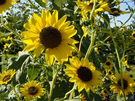 Kansas State Flower | Native Sunflower Maximilian Sunflower, Kansas State Flower, Kansas Attractions, Wizard Of Oz Musical, Canadian Wildlife, Flower Symbol, Longwood Gardens, Kansas State, Beautiful Flowers Pictures