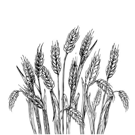 Hand drawn vector illustration of wheat. Isolated on white background. Wheat Drawing Simple, Wheat Field Illustration, Wheat Pictures, Wheat Illustration, Wheat Drawing, Grass Drawing, Angel Sketch, Healthy Bodies, Hand Drawn Vector Illustrations