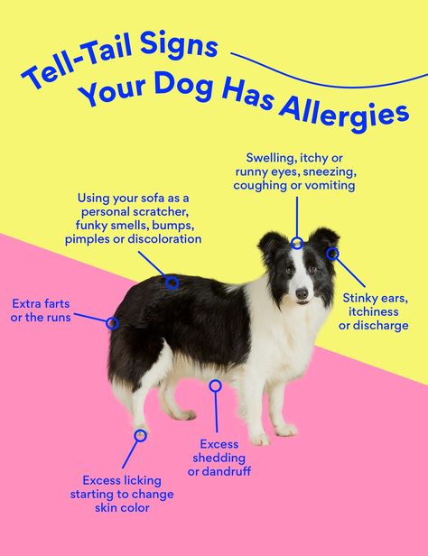 Dog Allergy Medicine: What Can I Give my Dog for Allergies? | BeChewy What Can I Give My Dog For Allergies, Dogs Allergies Relief, Allergies In Dogs Remedies, Allergy Remedies For Dogs, Allergy Meds For Dogs, Natural Allergy Relief For Dogs, Dog Allergy Remedies, Allergy Relief For Dogs, Dog Allergies Remedies