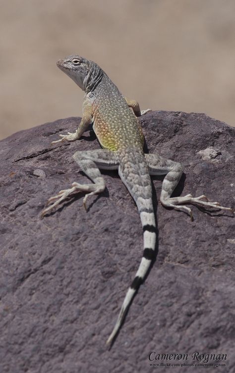 Red Cliffs Desert Reserve » Zebra-tailed Lizard(Callisaurus ...