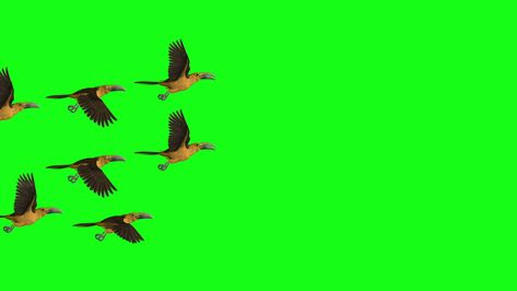 Green screen video with Beautiful Birds Bird Green Screen, Green Screen Video, Green Screen Footage, Bird Gif, Screen Video, Tree Saw, Cartoon Background, Cartoon Gifs, Heart Tree