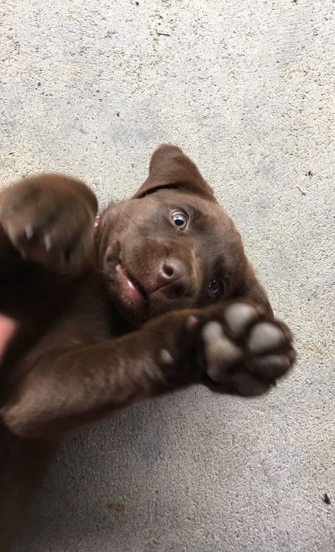 Emma Animal, Chocolate Labs, Very Cute Dogs, Lab Puppies, Pretty Animals, Chocolate Lab, Cute Dogs And Puppies, Cute Animal Photos, Jolie Photo