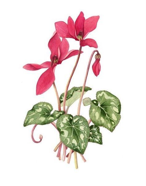 Cyclamen Watercolor, Cyclamen Tattoo, Pencil Flowers, Visual Library, Botanical Illustrations, Botanical Painting, Watercolor Sketch, Watercolour Tutorials, Flower Art Painting